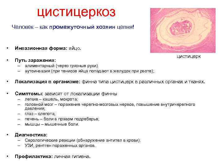 Какой вред может причинить бычий цепень. Цистицеркоз клинические проявления. Цистицеркоз пути заражения человека. Цистицеркоз пути заражения. Цистицеркоз локализация.