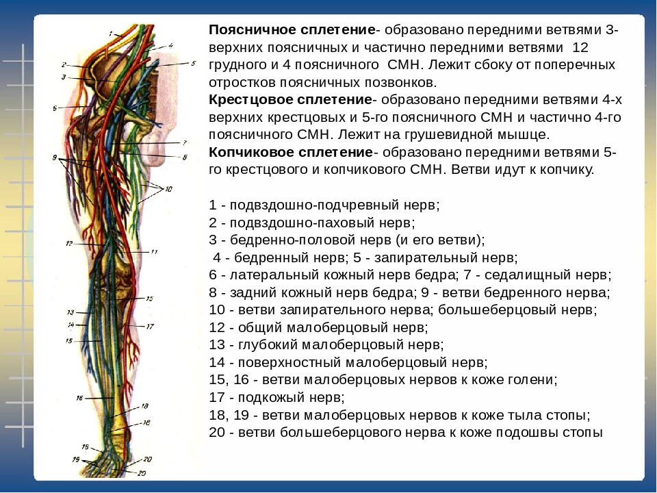 Нервы ноги. Иннервация ноги седалищный нерв. Седалищный нерв анатомия схема. Седалищный нерв анатомия ветви. Пояснично-крестцовое сплетение нервы свободной нижней конечности.