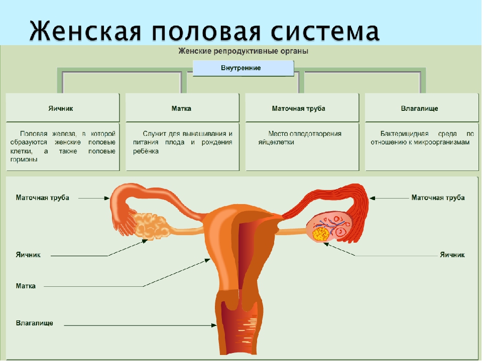 Анатомия матки рисунок