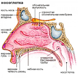 Что такое носоглотка у человека и как выглядит фото