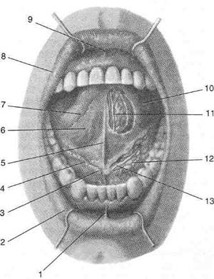 Подъязычная складка. Строение дна полости рта анатомия. Бахромчатые складки слизистой оболочки нижней поверхности языка. Строение ротовой полости снизу.