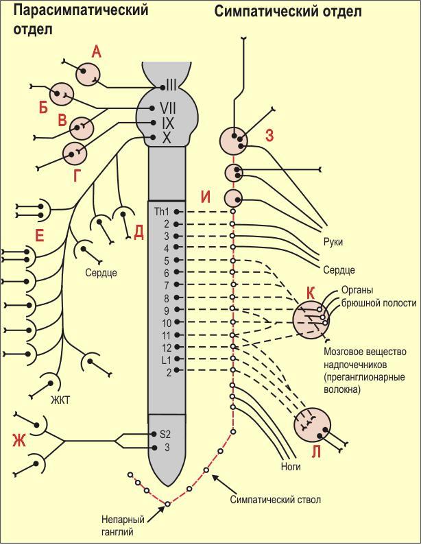 Симпатический и парасимпатический отделы нервной. Парасимпатическая вегетативная нервная система схема. Схема вегетативной нервной системы преганглионарных волокон. Постганглионарные волокна парасимпатической нервной системы. Схема вегетативной нервной системы фармакология.