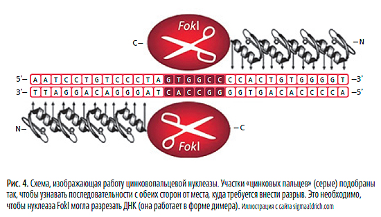Методы геномного редактирования. Фото пальцем в глобус. Геном пальцев. Генетическое разнообразие. Геном пальцев.
