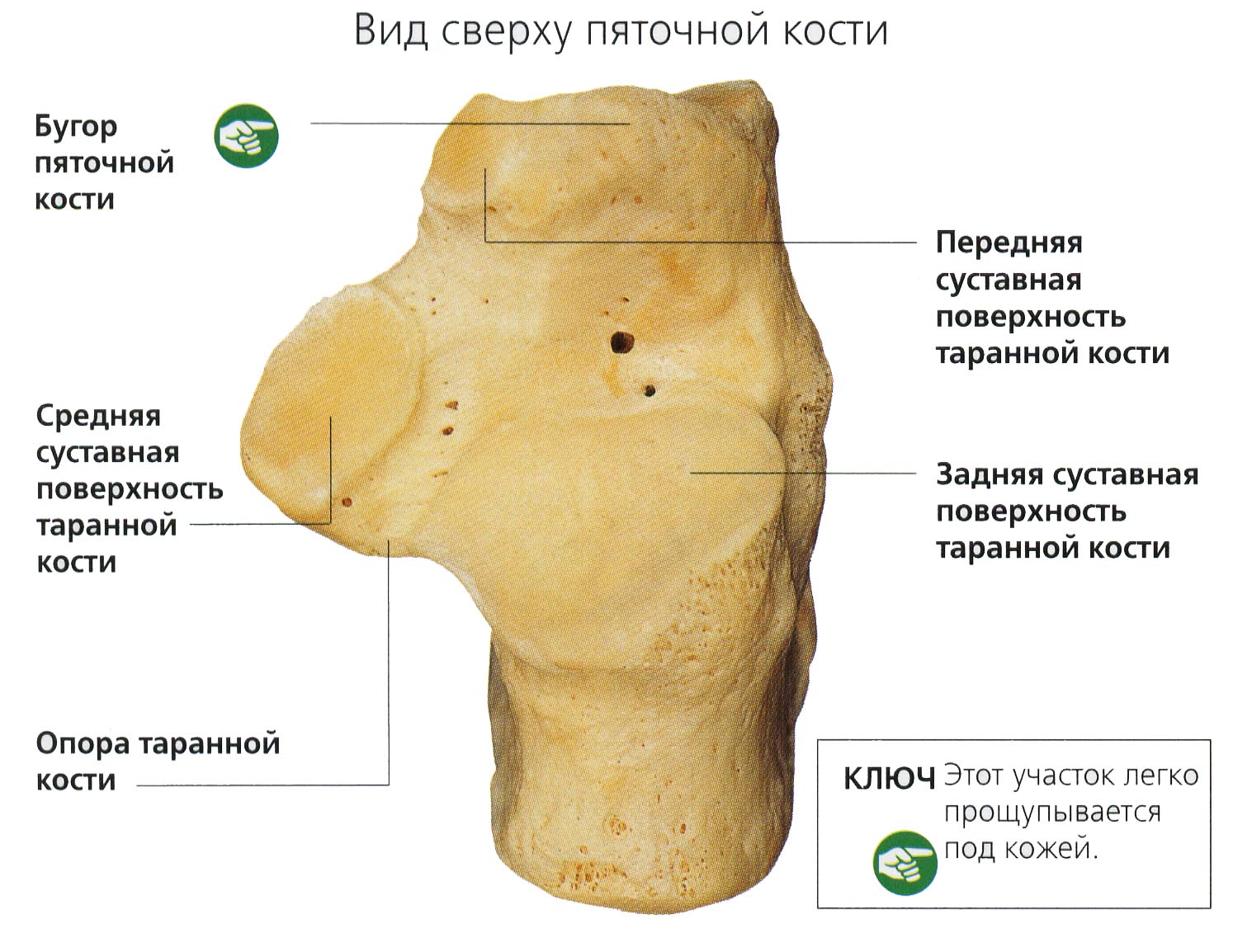 Скопление Воды В Области Таранной Кости Фото