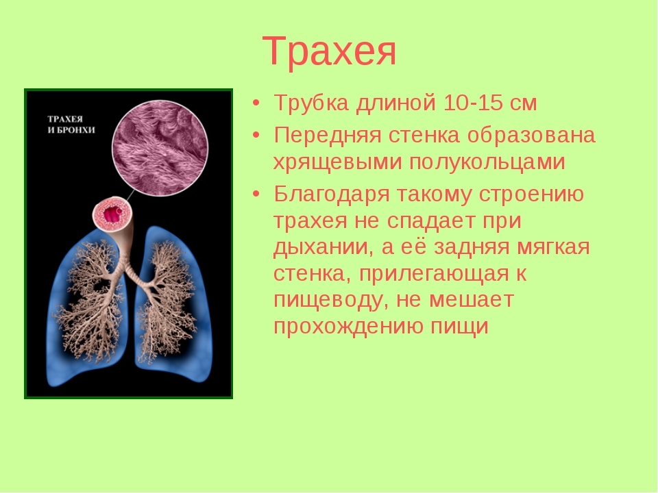 Трахея имеет форму трубки длиной 9. Трахея. Трахея и бронхи. Бронхи человека строение. Строение трахеи и бронхов.