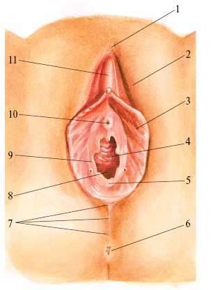 Фото Строение Влагалище Женщины