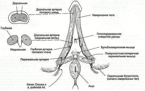 Коронарное ребро у мужчин где находится картинка