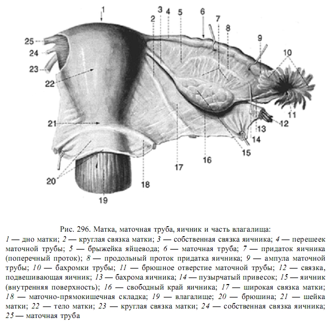 Брыжейка яичника. Связочный аппарат яичника. Связочный аппарат матки анатомия. Части маточных труб, связочный аппарат матки и яичника).. Круглая связка матки.