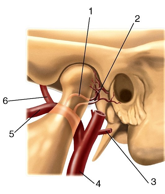 Внутреннее ухо кровообращение. Наружная Сонная артерия верхнечелюстная. Артерии верхнечелюстной артерии. Наружная верхнечелюстная артерия.