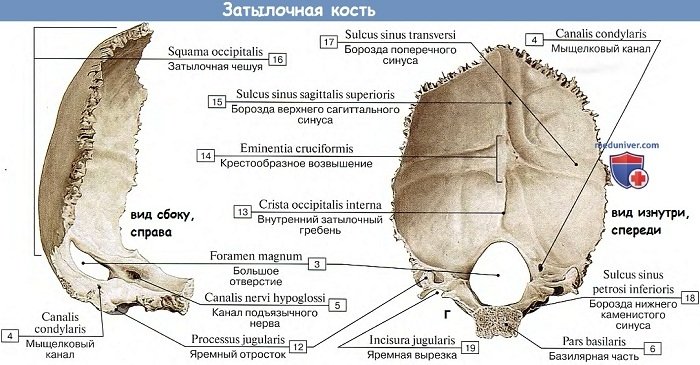 Кости черепа на латыни